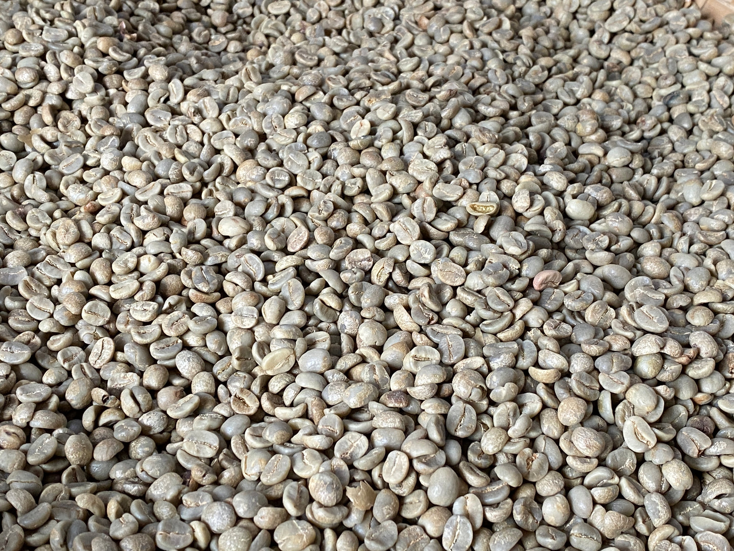 Nepal Himalayan High Altitude Green Coffee Beans