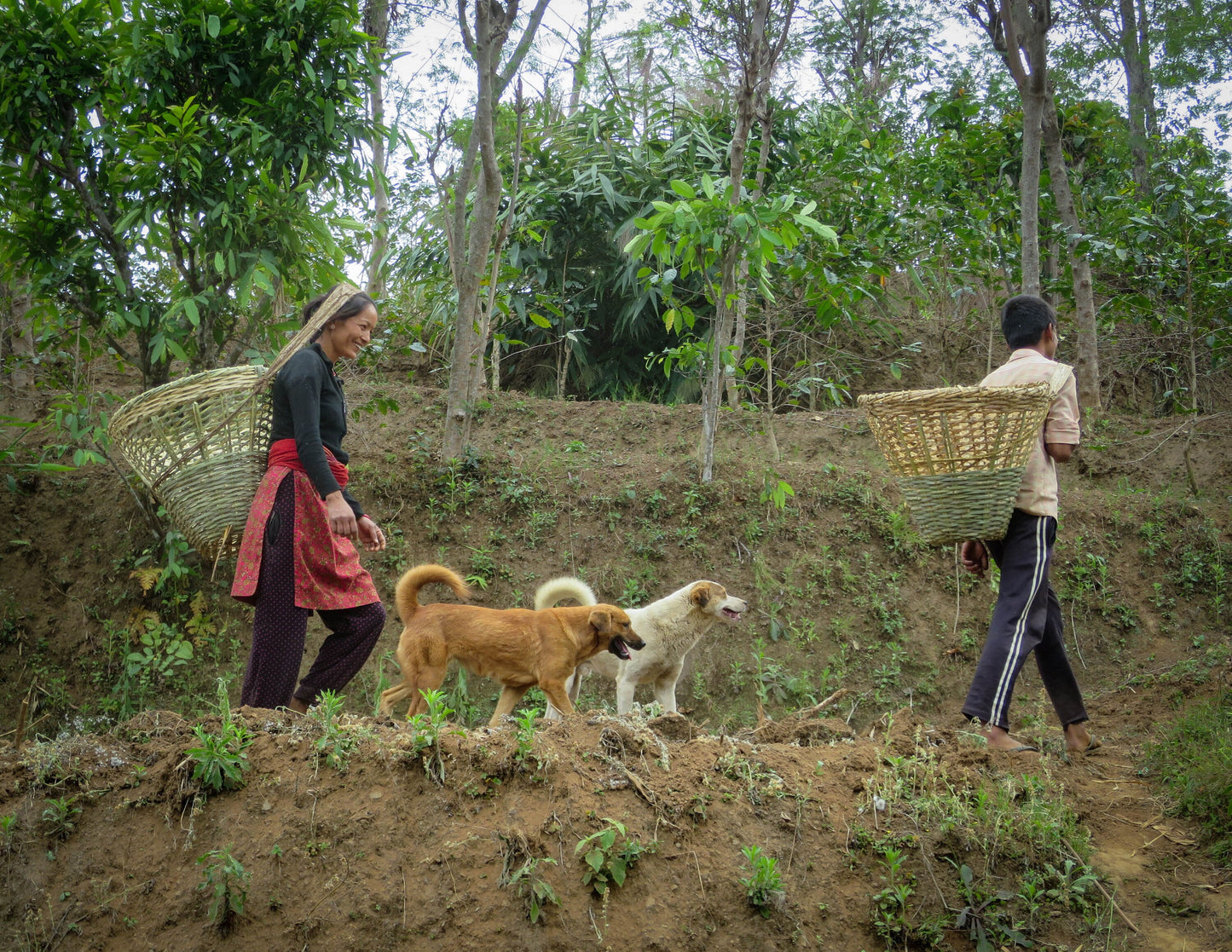 Nepal Himalayan High Altitude Green Coffee Beans